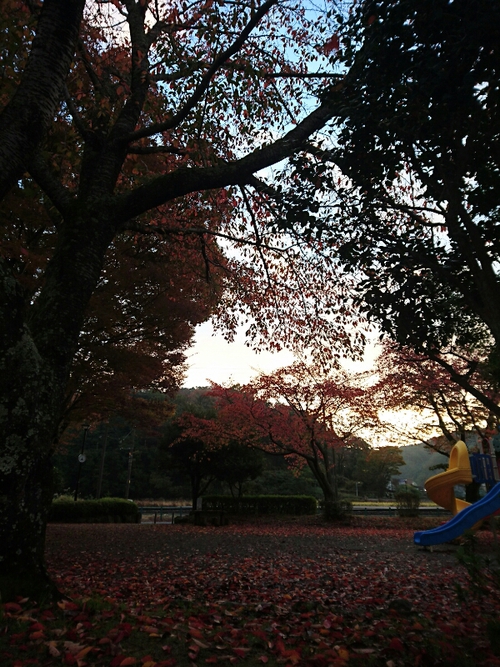 紅葉！近くの公園にて〜♪