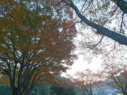 紅葉！近くの公園にて〜♪