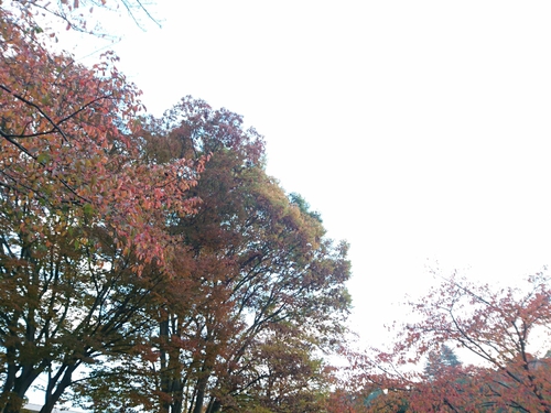 紅葉！近くの公園にて〜♪
