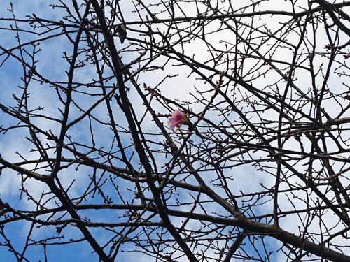 河津桜1輪と、黄葉と紅葉〜☆