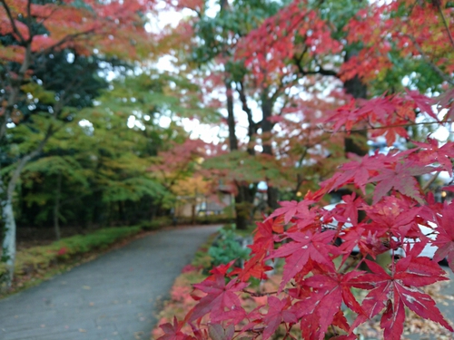 河津桜1輪と、黄葉と紅葉〜☆