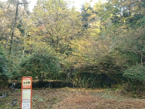 河津桜1輪と、黄葉と紅葉〜☆