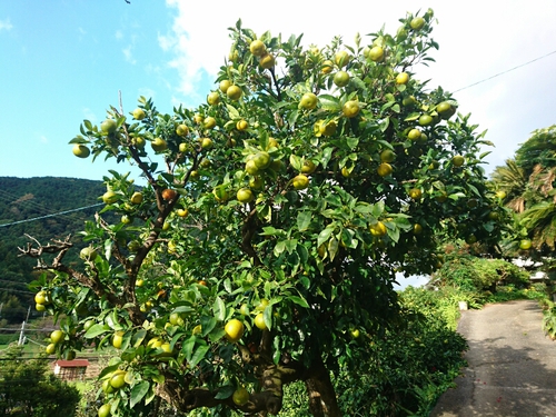 河津桜1輪と、黄葉と紅葉〜☆