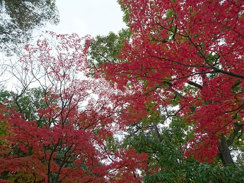 河津桜1輪と、黄葉と紅葉〜☆