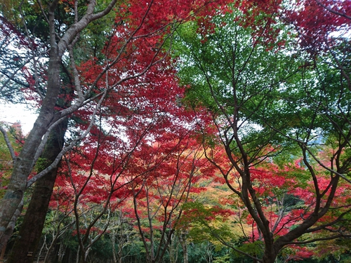 伊豆天城路の紅葉〜☆