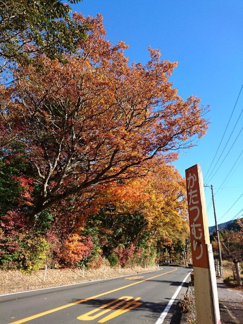 天城路の紅葉狩り～♪