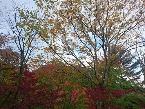 伊豆天城路の紅葉〜☆