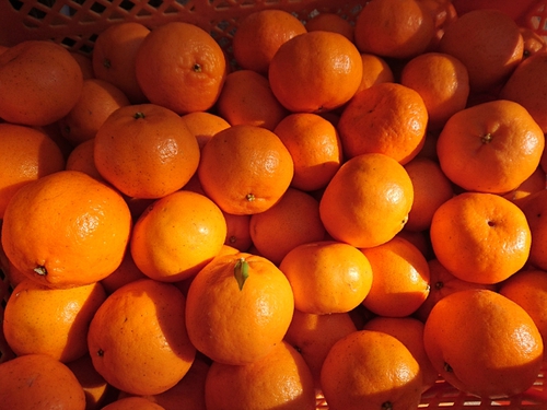 伊豆河津特産ポンカンのご注文ありがとうございます！
