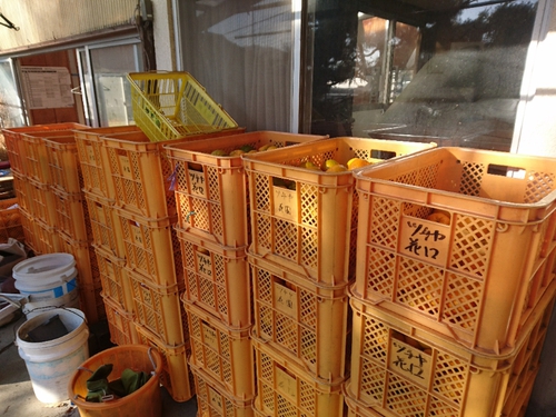 伊豆河津特産ポンカンのご注文ありがとうございます！