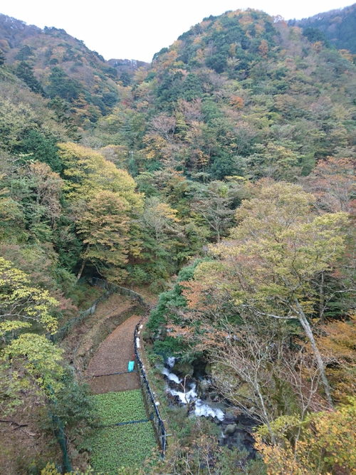 伊豆天城路の紅葉〜☆