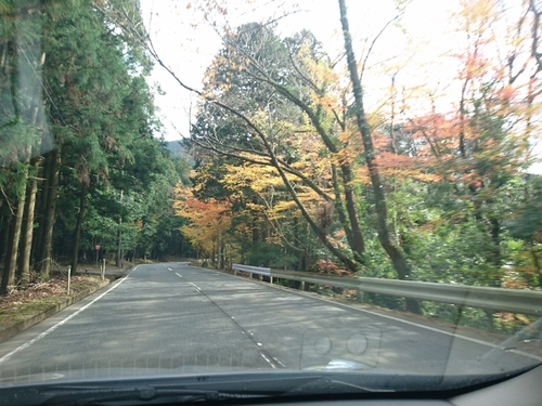紅葉本番の天城路！