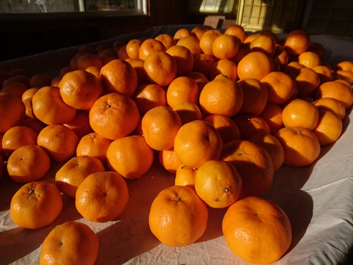 伊豆河津特産ポンカンのご注文ありがとうございます！