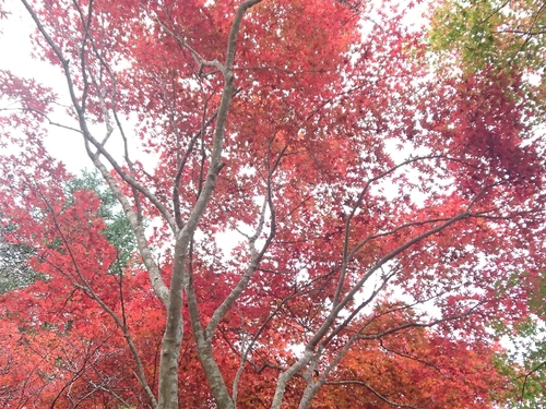 伊豆天城路の紅葉〜☆