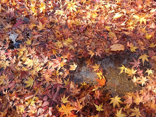 紅葉本番の天城路！