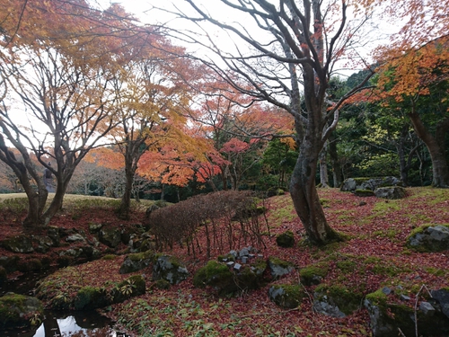 紅葉本番の天城路！
