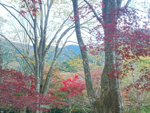 伊豆天城路の紅葉〜☆
