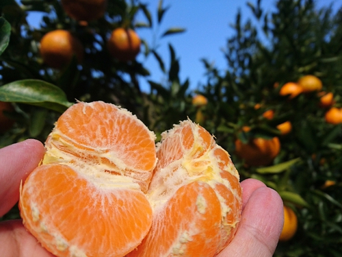 伊豆河津特産ポンカンのご注文ありがとうございます！