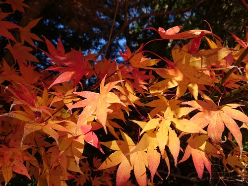 天城路の紅葉狩り～♪