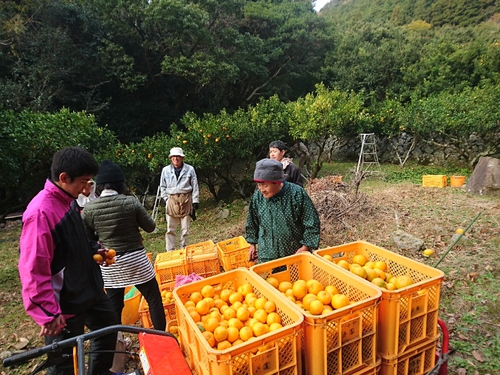 ポンカン絶賛出荷中です！