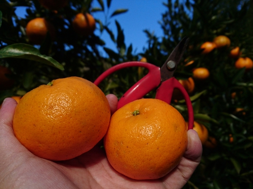 伊豆河津特産ポンカンのご注文ありがとうございます！