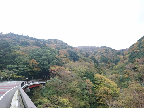 伊豆天城路の紅葉〜☆