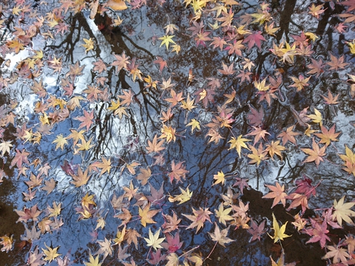 紅葉本番の天城路！