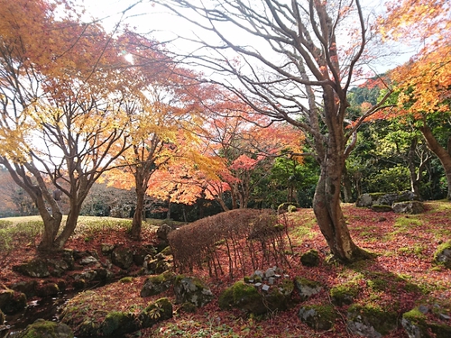 紅葉本番の天城路！