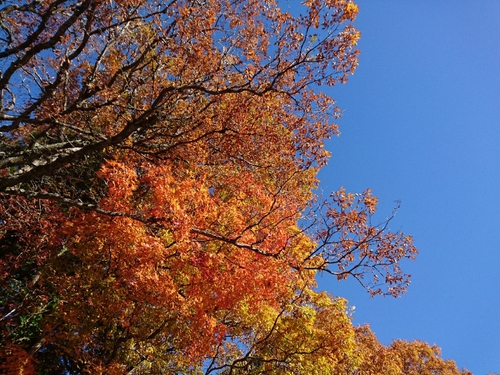 天城路の紅葉狩り～♪