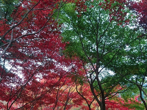 伊豆天城路の紅葉〜☆