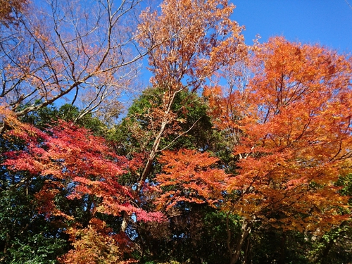 天城路の紅葉狩り～♪