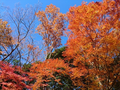 天城路の紅葉狩り～♪