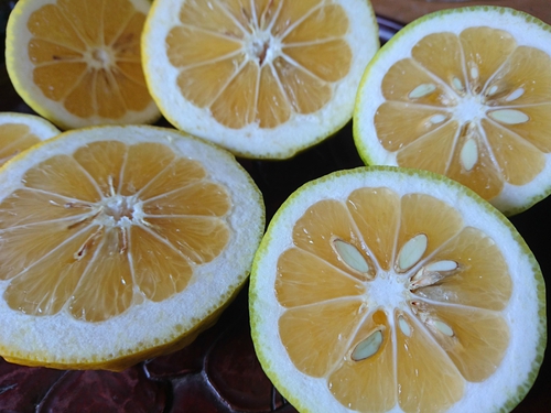 河津特産ニューサマーオレンジの収穫が始まりました！