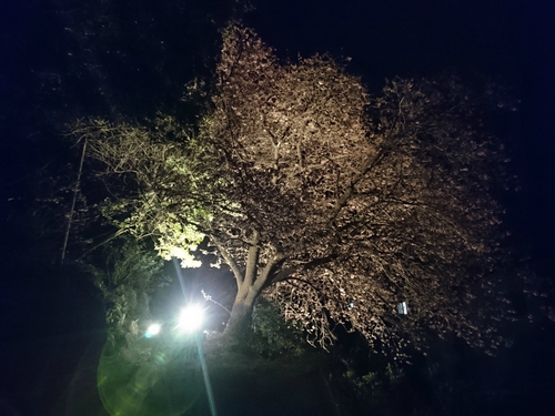 河津桜まつり！ 夜桜ライトアップもやってます！