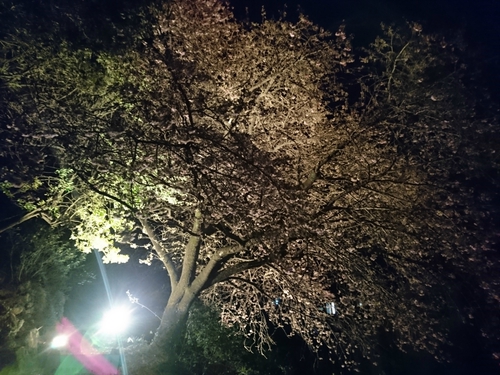 河津桜まつり！ 夜桜ライトアップもやってます！