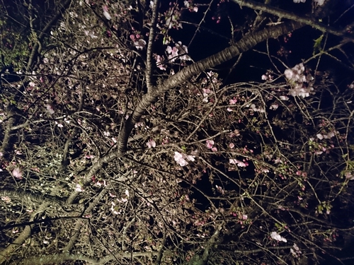 河津桜まつり！ 夜桜ライトアップもやってます！