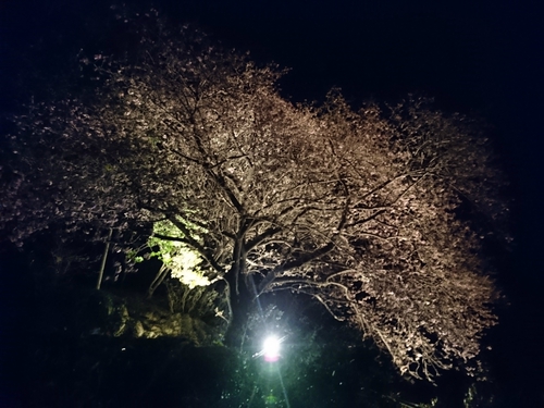 河津桜まつり！ 夜桜ライトアップもやってます！