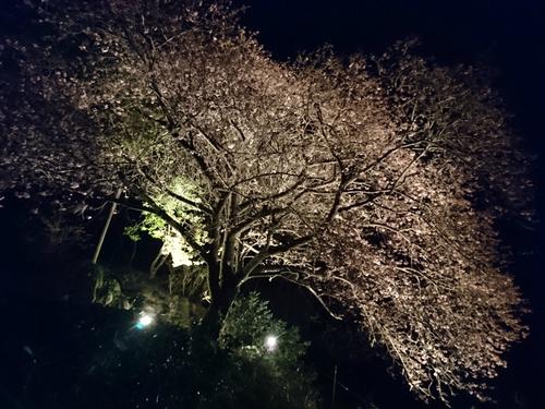 河津桜まつり！ 夜桜ライトアップもやってます！