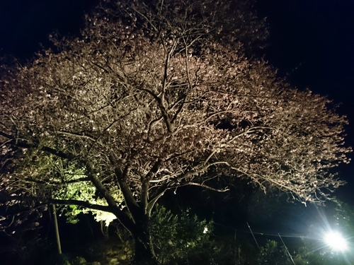 河津桜まつり！ 夜桜ライトアップもやってます！