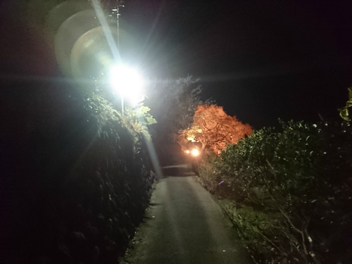 河津桜まつり！ 夜桜ライトアップもやってます！