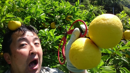 河津特産ニューサマーオレンジの収穫中！