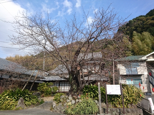 河津桜情報2018/1/20!