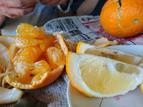河津特産ニューサマーオレンジの収穫中！