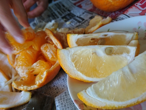 河津特産ニューサマーオレンジの収穫中！