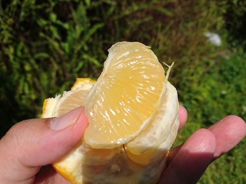 河津特産ニューサマーオレンジの収穫中！