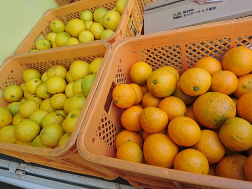 河津特産ニューサマーオレンジの収穫中！