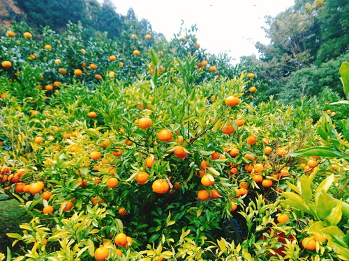 河津特産ポンカンの収穫！始めました！
