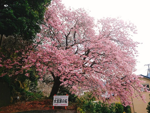 我が家の河津桜『大宮瀬の桜』満開です！