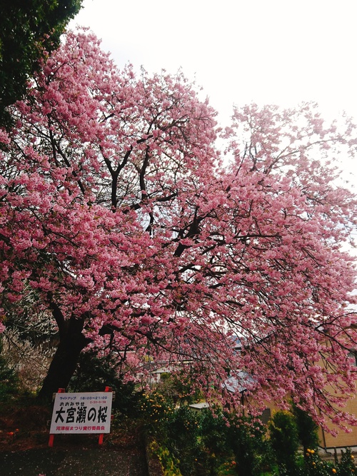 我が家の河津桜『大宮瀬の桜』満開です！