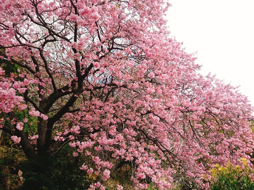 我が家の河津桜『大宮瀬の桜』満開です！
