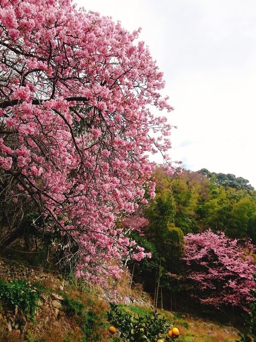 我が家の河津桜『大宮瀬の桜』満開です！